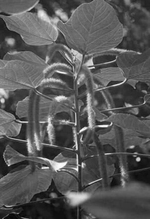 desaturated
